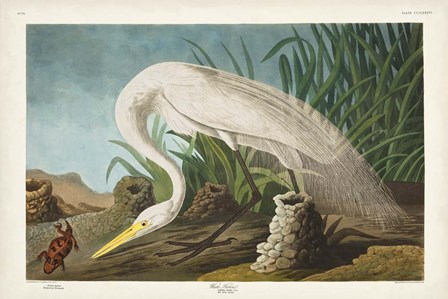Pl 386 White Heron by John James Audubon art print