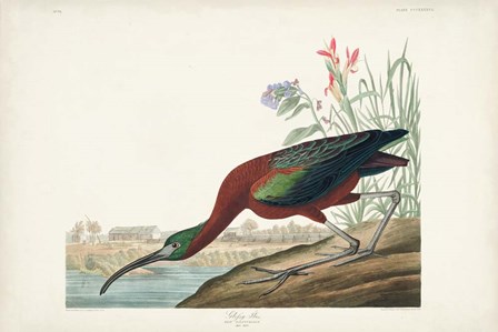 Pl 387 Glossy Ibis by John James Audubon art print