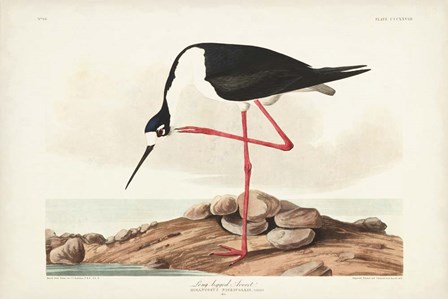 Pl 328 Long- legged Avocet by John James Audubon art print