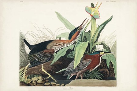 Pl 333 Green Heron by John James Audubon art print