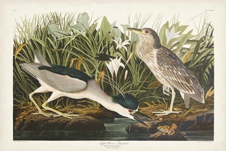 Pl 236 Night Heron by John James Audubon art print
