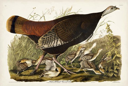 Pl 6 Great American Hen &amp; Young by John James Audubon art print