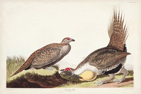 Pl 371 Cock of the Plains by John James Audubon art print