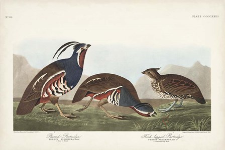 Pl 423 Plummed Partridge by John James Audubon art print
