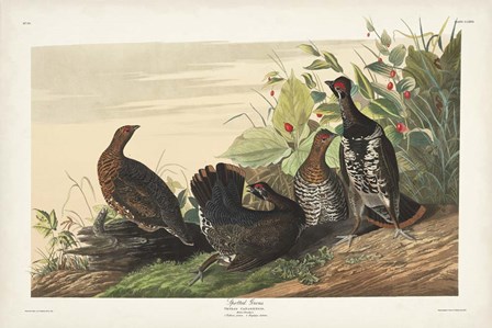 Pl 176 Spotted Grouse by John James Audubon art print