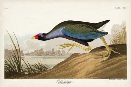 Pl 305 Purple Ganaule by John James Audubon art print