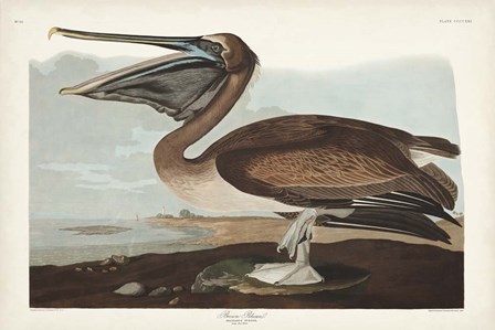 Pl 421 Brown Pelican by John James Audubon art print