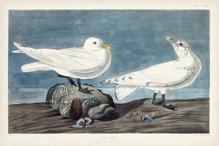 Pl 287 Ivory Gull by John James Audubon art print
