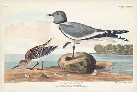 Pl 285 Fork-tailed Gull by John James Audubon art print