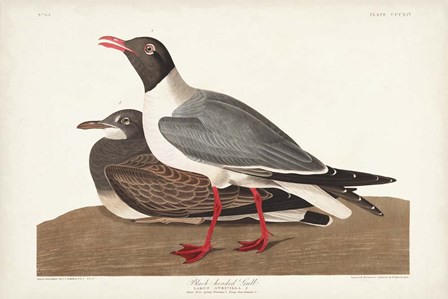 Pl 314 Black-headed Gull by John James Audubon art print