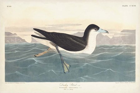 Pl 299 Dusky Petrel by John James Audubon art print