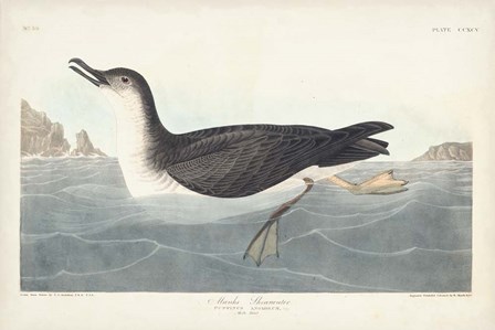 Pl 295 Manks Shearwater by John James Audubon art print