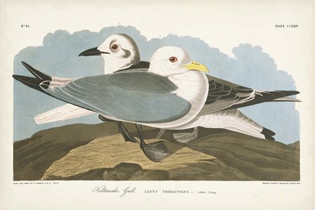 Pl 224 Kittiwake Gull by John James Audubon art print
