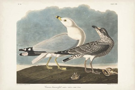 Pl 212 Common American Gull by John James Audubon art print