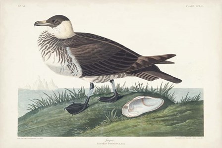 Pl 253 Jager by John James Audubon art print