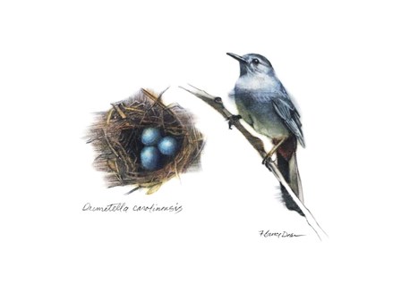 Bird &amp; Nest Study II by Bruce Dean art print