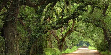 Canopy Road Panorama V by James McLoughlin art print