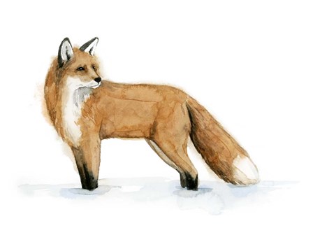 Snow Fox II by Grace Popp art print