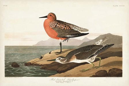 Pl. 315 Red-breasted Sandpiper by John James Audubon art print