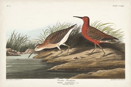 Pl. 263 Curlew Sandpiper by John James Audubon art print
