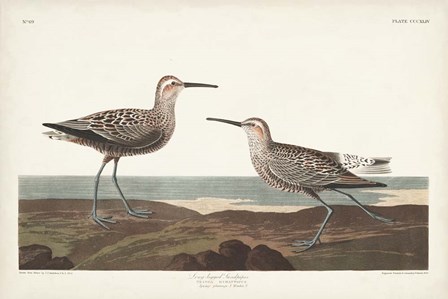 Pl. 344 Long-legged Sandpiper by John James Audubon art print
