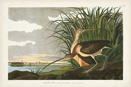Pl. 231 Long-billed Curlew by John James Audubon art print