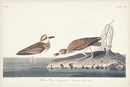 Pl. 209 Wilsons Plover by John James Audubon art print