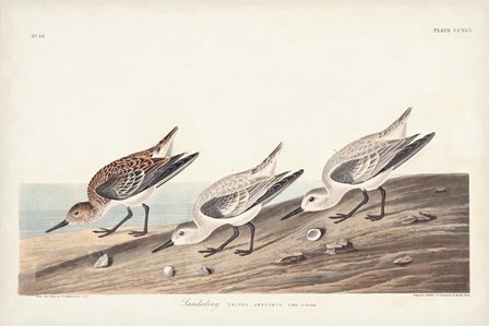 Pl. 230 Sanderling by John James Audubon art print