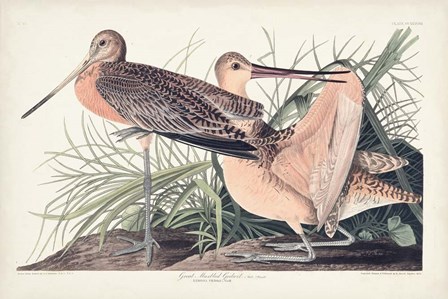 Pl. 238 Great Marbled Godwit by John James Audubon art print