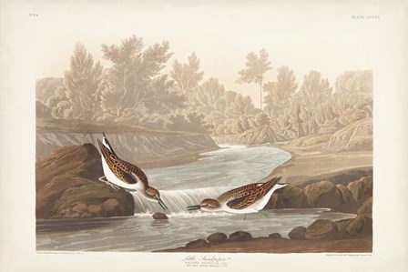 Pl. 320 Little Sandpiper by John James Audubon art print