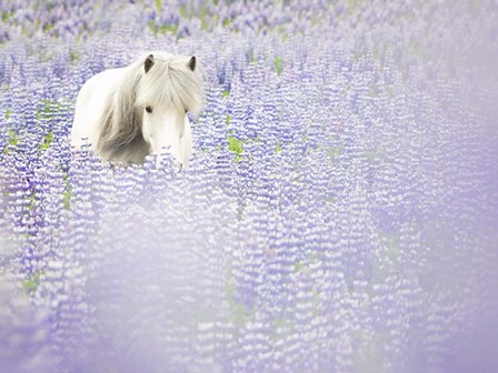 Horse in Lavender II by PHBurchett art print