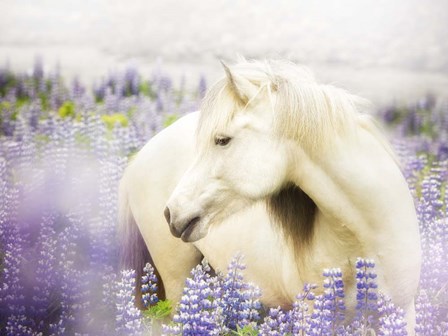 Horse in Lavender III by PHBurchett art print