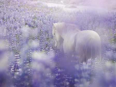 Horse in Lavender IV by PHBurchett art print