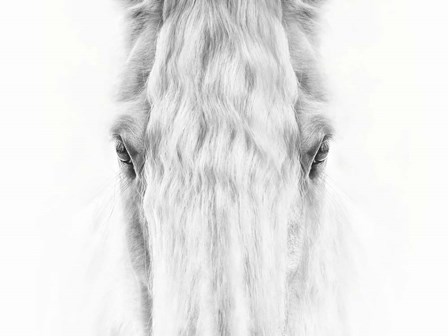 Black and White Horse Portrait IV by PHBurchett art print