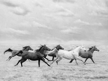 Horse Run I by PHBurchett art print
