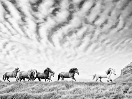 Horse Run III by PHBurchett art print