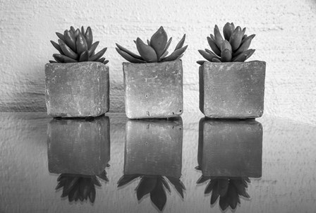 Potted Succulent by Bill Carson Photography art print