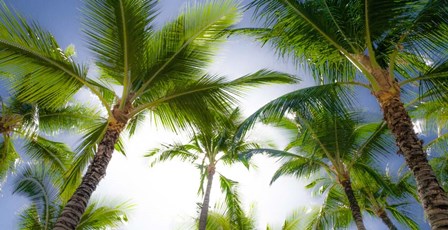 Oahu Palms by Bill Carson Photography art print