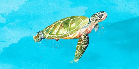 Green Turtle on Light Blue by Patricia Pinto art print