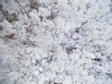 Aerial View of Snow-Covered Trees, Marion County, Illinois by Richard &amp; Susan Day / DanitaDelimont art print