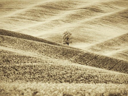 Infrared of Lone Tree in Wheat Field 2 by Terry Eggers / Danita Delimont art print