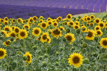 Sunflowers Blooming Near Lavender Fields During Summer by Michele Niles / DanitaDelimont art print