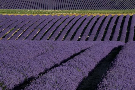 Lavender Fields On Valensole Plain, Provence, Southern France by Michele Niles / DanitaDelimont art print