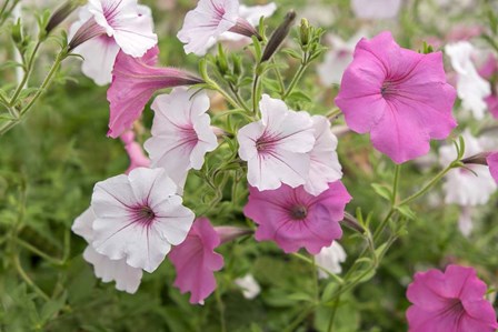 Pink And White Petunias by Lisa S. Engelbrecht / Danita Delimont art print