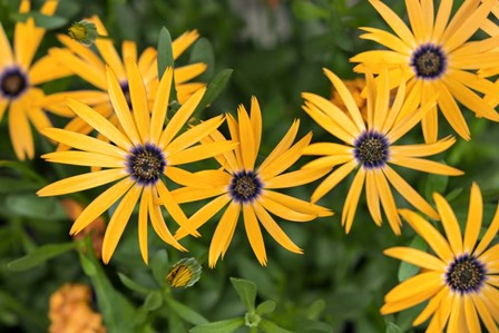 African Daisy by Lisa S. Engelbrecht / Danita Delimont art print