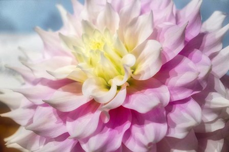 Pink And White Dahlia, Gitts Perfection by Lisa S. Engelbrecht / Danita Delimont art print