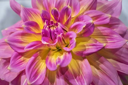 Pink And Yellow Dahlia, Kidd&#39;s Climax by Lisa S. Engelbrecht / Danita Delimont art print
