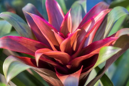 Red And Green Bromeliad by Lisa S. Engelbrecht / Danita Delimont art print