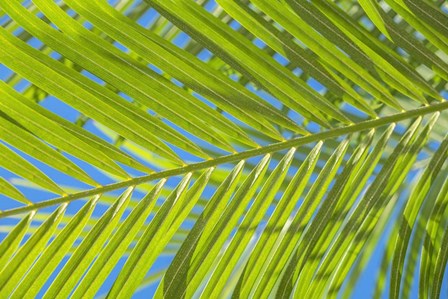 Areca Palm by Lisa S. Engelbrecht / Danita Delimont art print