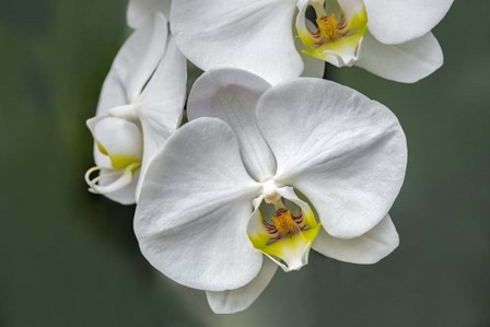 White Orchid by Lisa S. Engelbrecht / Danita Delimont art print